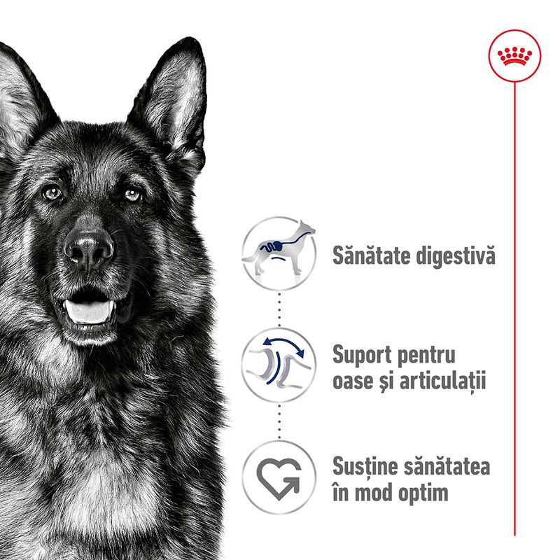 Hrana uscata pentru caini, Royal Canin Maxi Adult, 4Kg - imagine 2